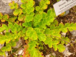 2013-08-18_Regina-F-Rau_Schachen_Blumen  (020).JPG